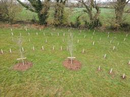 Planted area with tree guards, November 2025