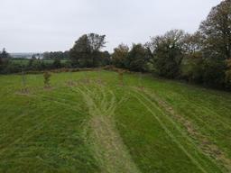 Newly planted saplings on site, October 2025